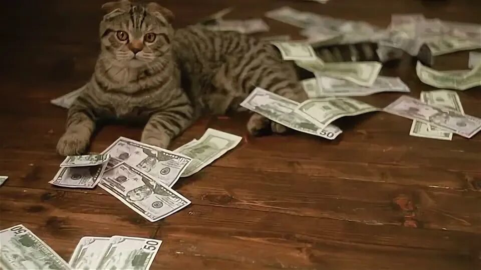 Игра money cat. Кошка с деньгами. Кошка и деньги видео. Картинка кет мани.