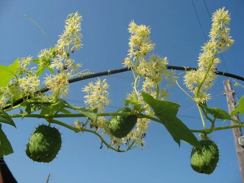 Эхиноцистис бешеный огурец. Эхиноцистис лопастный бешеный огурец. Эхиноцистис, колючеплодник. Эхиноцистис. Эхиноцистис, колючеплодник.