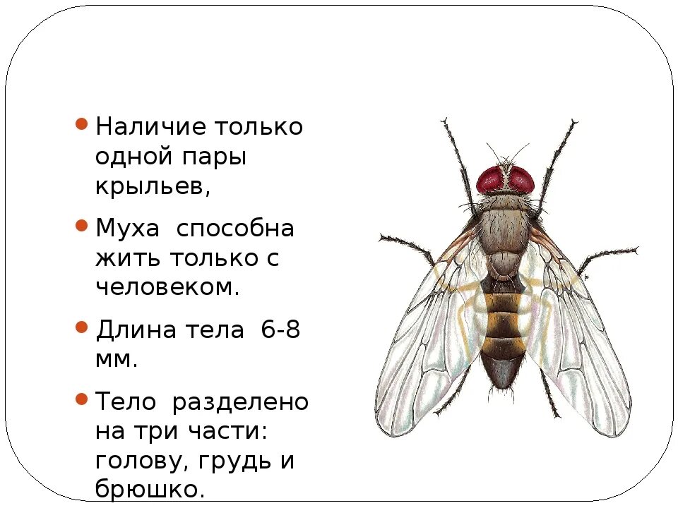 Что означало мушка. Комнатная Муха структура. Строение крыльев мухи. Комнатная Муха строение. Муха (насекомое) строение.