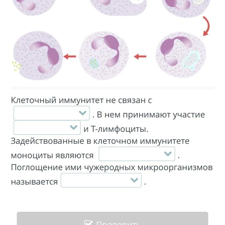 Клеточный иммунитет. Клетки иммунитета моноциты. Фагоциты клеточный иммунитет. В клеточном иммунитете принимают участие.