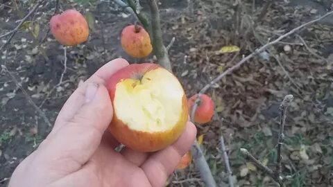 Яблони видео