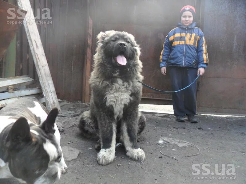 Клички кавказской. Кавказская овчарка девочка. Клички для собак кавказской овчарки. Клички кавказских овчарок кобелей. Кавказская овчарка щенок мальчик.