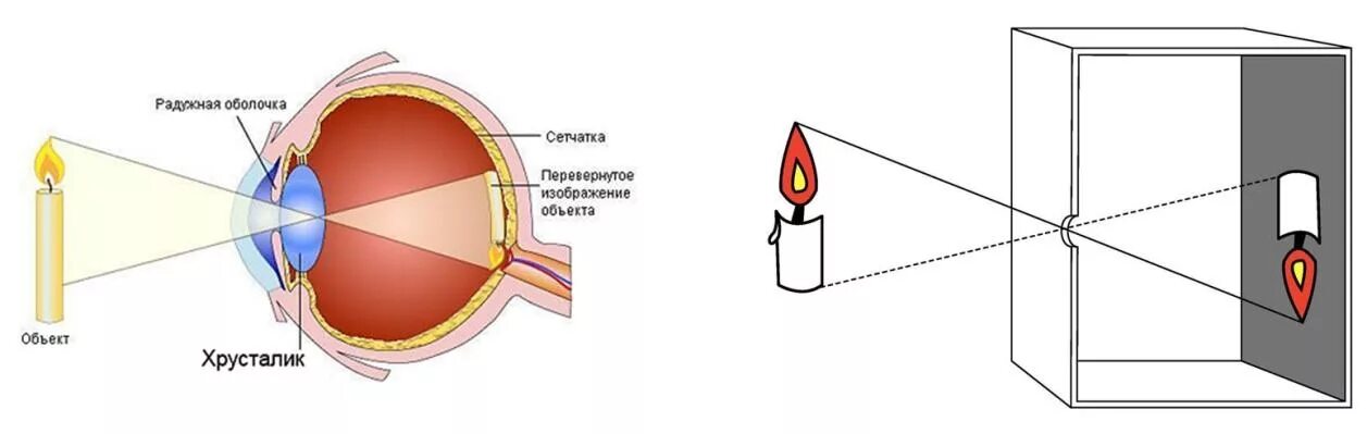 Отверстие через которое внутрь глаза проникает свет. Перевернутое изображение на сетчатке. Проецирование изображения на сетчатку глаза. Перевернутое изображение в глазу. Перевернутое изображение на сетчатке глаза.