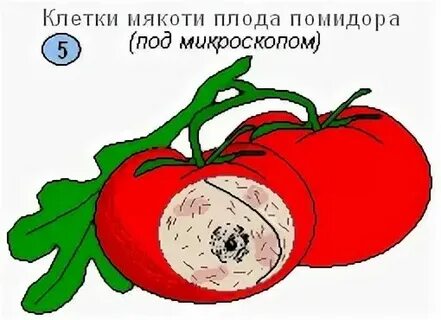Строение клеток плодов томата рябины шиповника