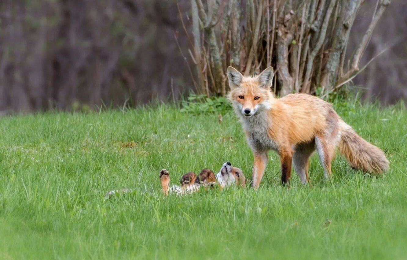 Лиса. Лиса малыш. 2 ребенка 1 лиса. Рисунок лисы для срисовки. Мама лиса и лисёнок.
