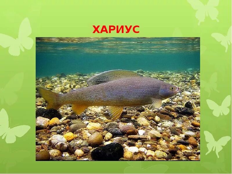 Хариус рыба. Хариус презентация. Хариус в красной книге. Рыба хариус европейский. Занесен ли хариус в красную книгу.