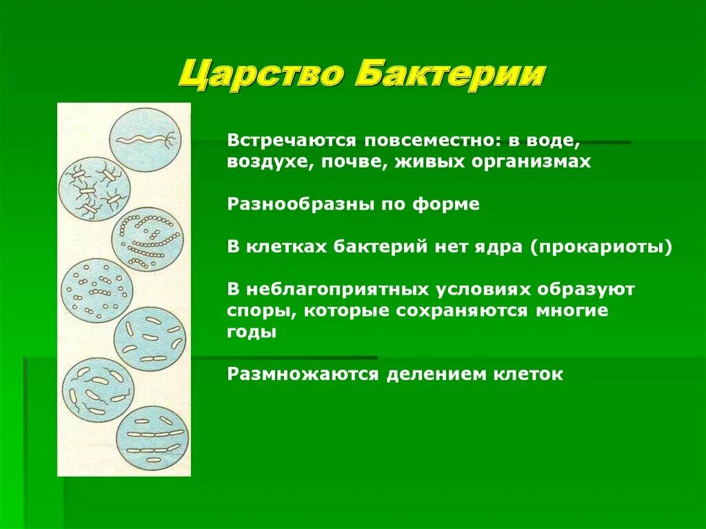 Пример живых организмов бактерии. Представители царства бактерий 2 класс. Представители царства бактерий 5 класс. Представители царства бактерий 5 класс биология таблица. Царство бактерии общая характеристика.