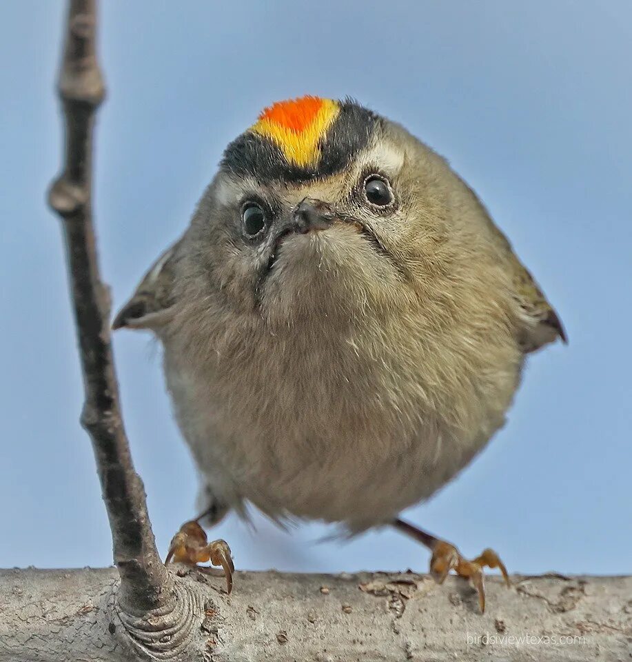 Североамериканская сова альбинос. Довольная сова. Забавные птицы. Сова улыбается. Довольная птичка.