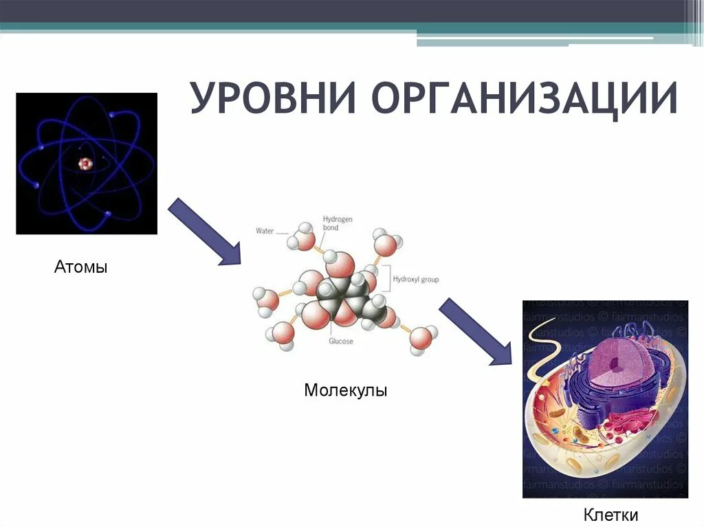 Молекула клетки. Клетка и атом. Молекулы клетки человека строение. Строение атома клетки человека. Отличие клетки от молекулы