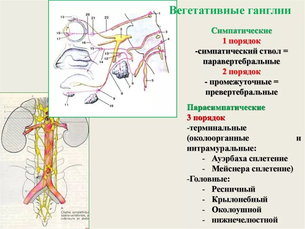 Строение вегетативного нервного узла. Вегетативный ганглий глия. Вегетативные нервные сплетения. Вегетативные узлы ганглии. Промежуточные нервные узлы