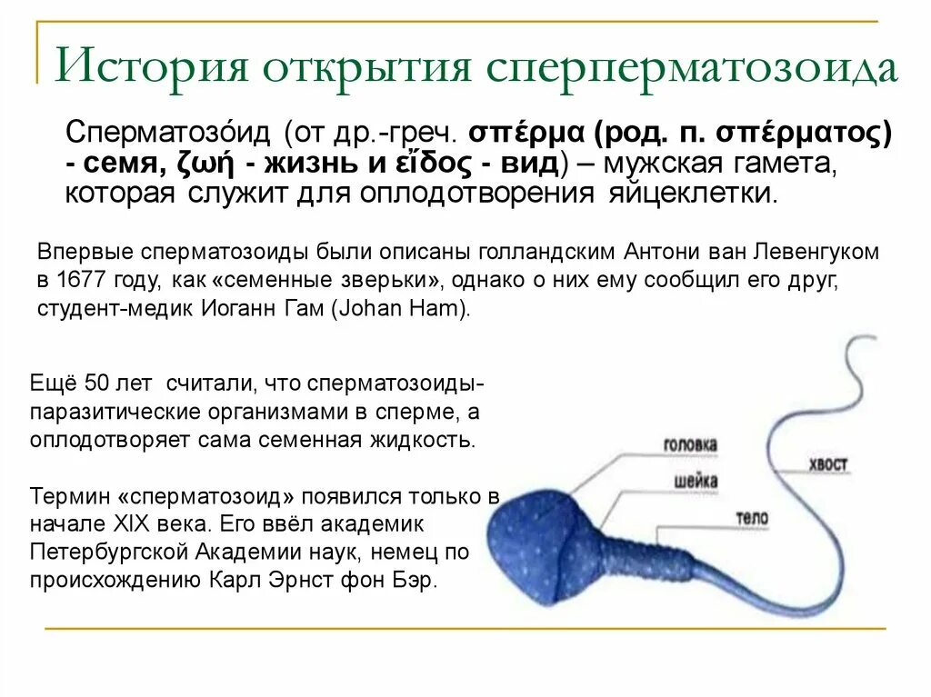 Строение и форма сперматозоида. Функции структур сперматозоида. Строение спермия. Сперматозоиды информация. Что будет если кончить в мужчину