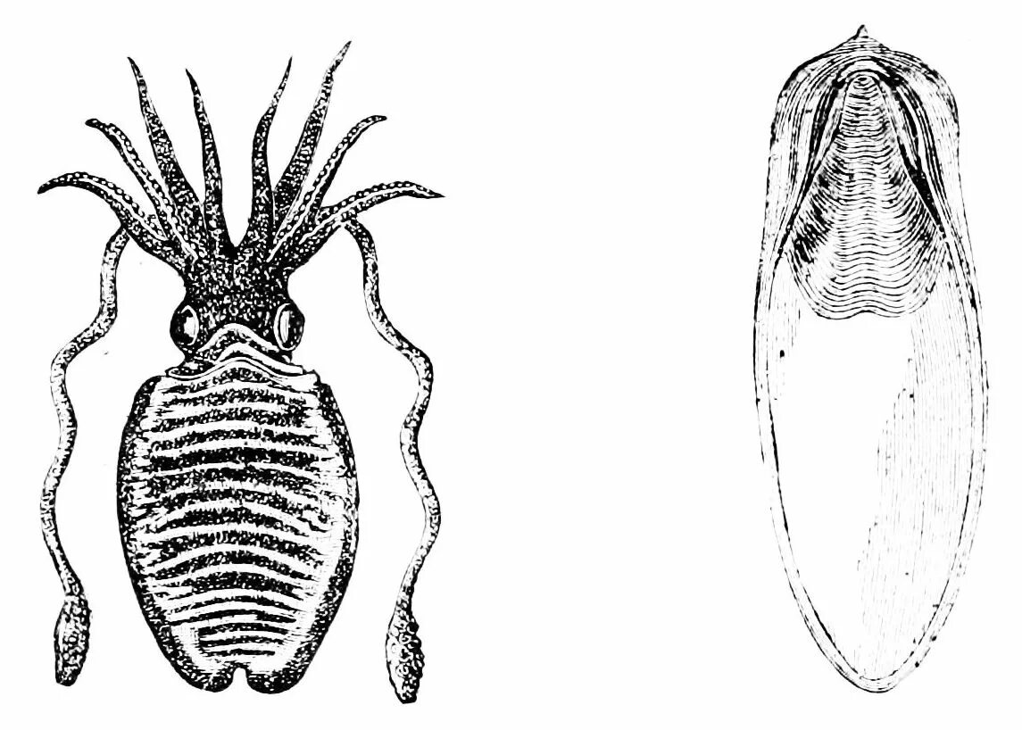 Сепион каракатицы. Sepia officinalis строение. Скелет каракатицы. Панцирная каракатица.