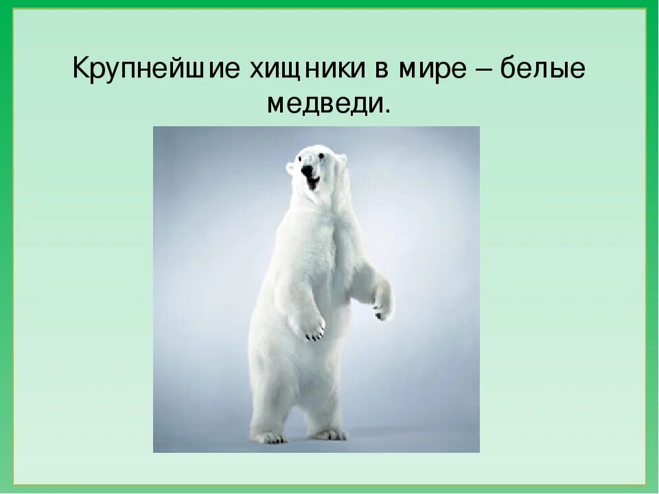 Интересное про белого медведя детям. Интересные факты о белом медведе. чучело белого медведя. рост белого медведя на задних лапах. белый мишка в полный рост.