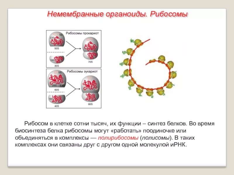 Органоид выполняющий функцию синтеза белка