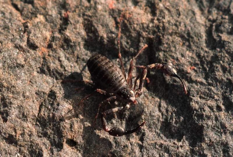 Ложноскорпион chelifer. Ложноскорпион chelifer. Отряд ложноскорпионы pseudoscorpiones. Ложноскорпион chelifer. Chelifer cancroides - ложноскорпион.