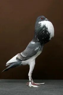 Вид птицы голубя