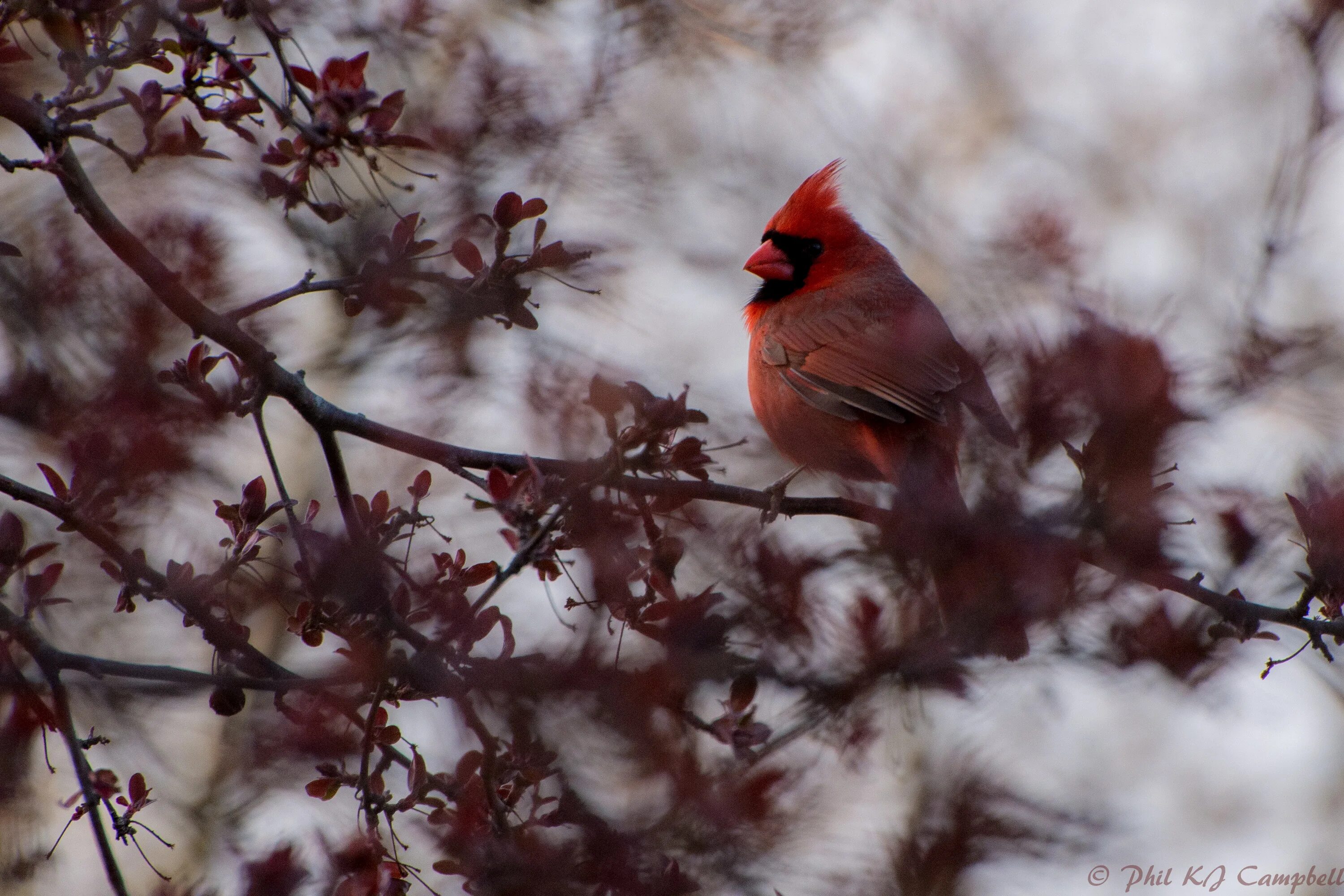 Группа красные птицы. Птицы Канады. Красный Кардинал. Канадские птички. Красная птица в Канаде.