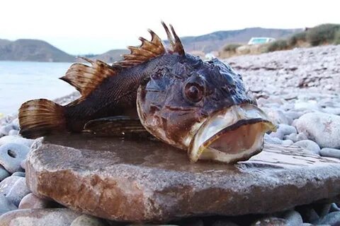 Крупная рыба в черном море