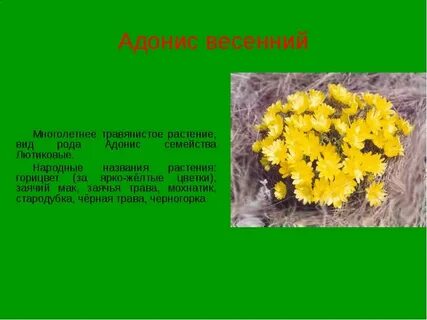 Растения пермского края занесенные в красную