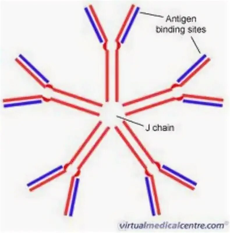 Иммуноглобулины iga igm. Иммуноглобулин м. IGM пентамер. Ig m. IGM antibodies.