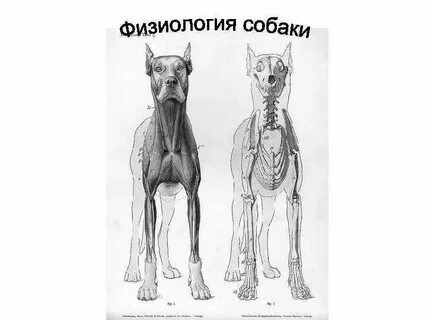 Физиология собак