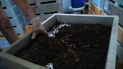 Как выращивать дождевых червей