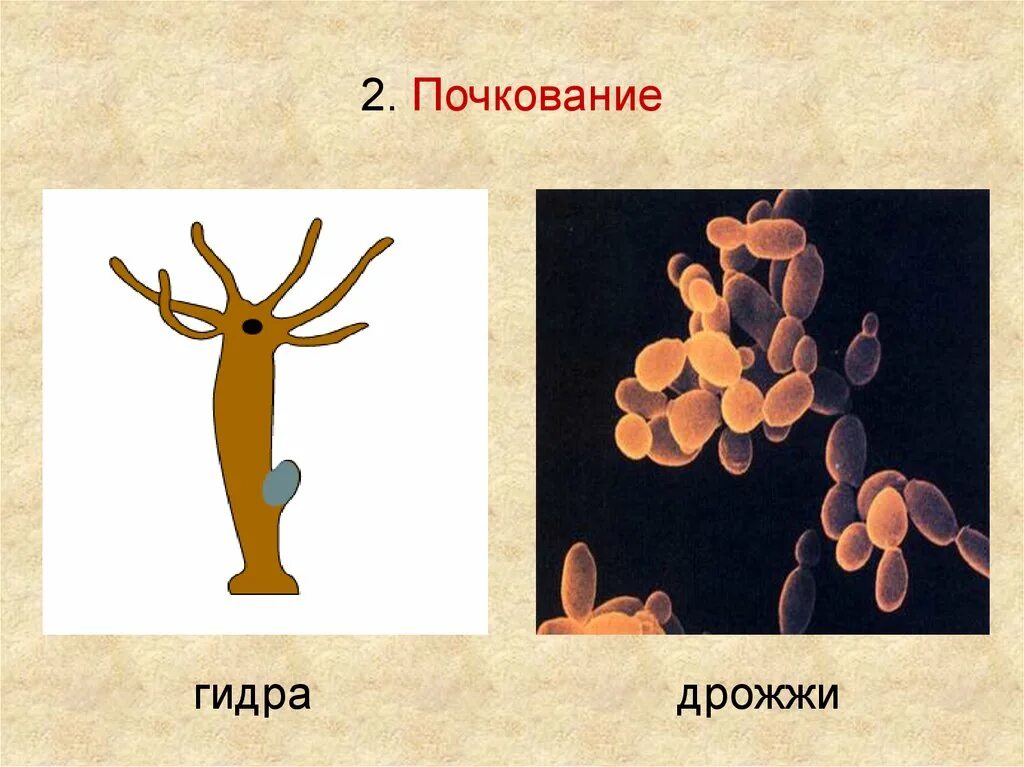 Почкование у животных. Почкование гидры. почкование дрожжей. почкование многоклеточных. почкование схема.