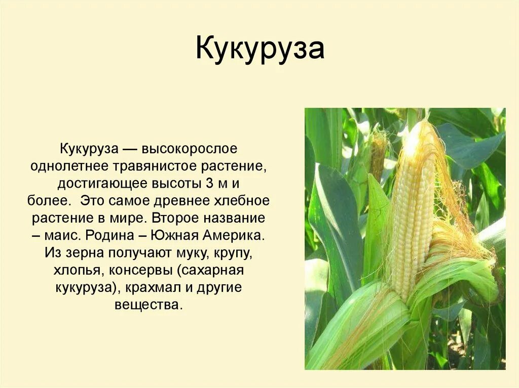 К какому семейству относится кукуруза. Сообщение о кукурузе. Доклад о культурном растении. Кукуруза описание растения 2 класс. Описание кукурузы 3 класс.