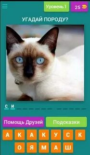 Cats ответы ютуб