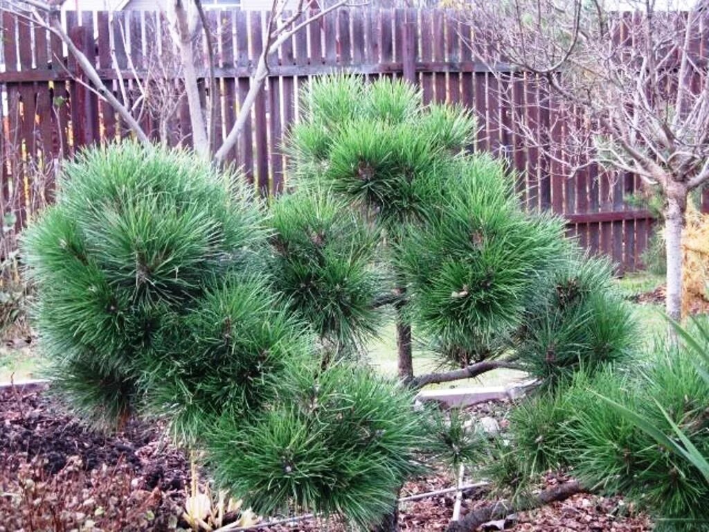 Сосна нигра описание. Pinus nigra 'Nana'. Сосна Pinus nigra Nana. Pinus nigra (сосна чёрная) 'Nana'.
