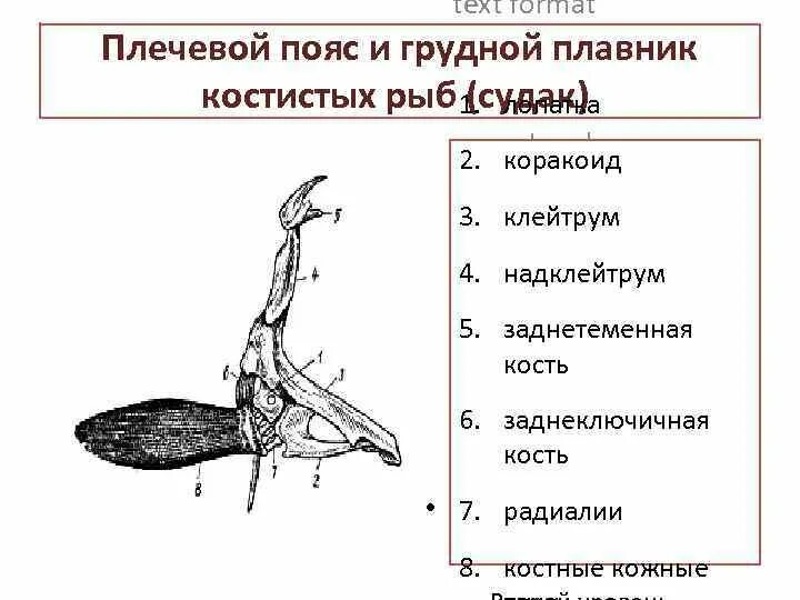 Плечевой пояс костистой рыбы с грудным плавником. Пояс грудных плавников костистых рыб. Плечевой пояс костных рыб. Строение грудного плавника костной рыбы. Скелет парных конечностей