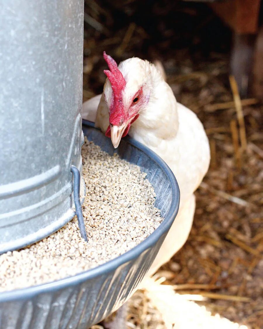 Feeding poultry. Зерно для индюка. Poultry farm efficiency. Цыплята на ферме. Курица ест комбикорм.