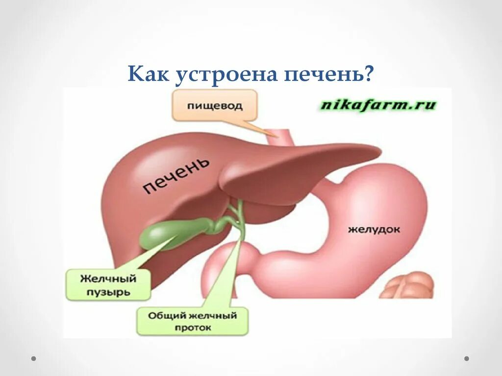 К какому органу относится печень