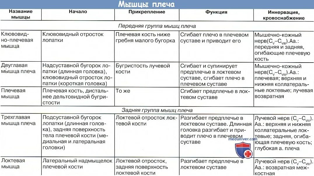 Начало прикрепление функции мышц. Мышцы свободной верхней конечности таблица. Задняя группа мышц плеча таблица. Мышцы верхней конечности анатомия таблица. Мышцы плечевого пояса таблица.