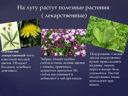 Примеры растений в луговом комплексе