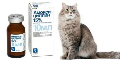Можно ли котятам давать антибиотики
