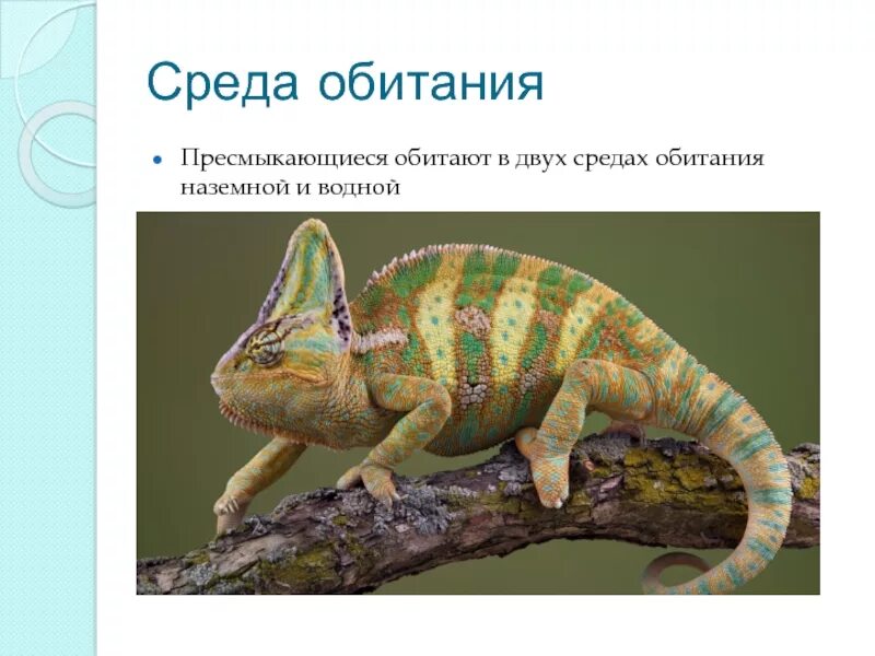 Урок презентация пресмыкающиеся. Среда обитания рептилий. Прыткая ящерица место обитания. Среда обитания рептилий. Черепаха аллигатор.