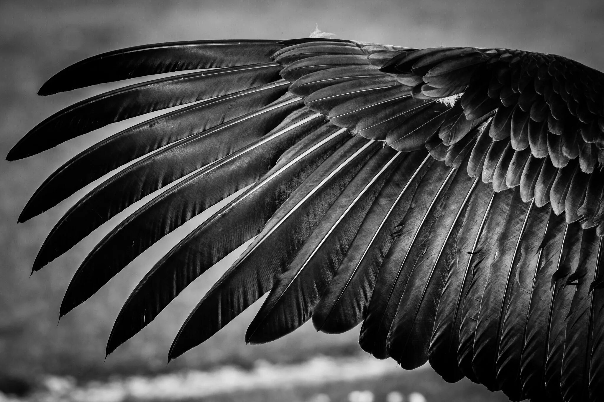 Крыло птицы. Черные Крылья. Красивые Крылья. Воронье перо. Крылья на черном фоне