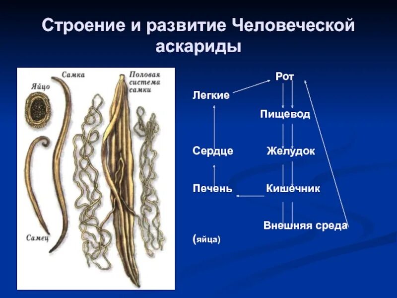 Внутреннее строение аскариды. Внешнее строение аскариды человеческой. внутреннее строение аскариды человеческой самка. аскарида человеческая строение. внешнее строение аскариды.
