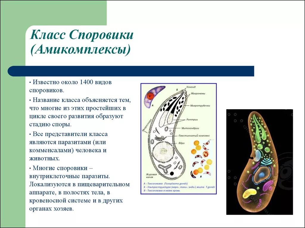 Представитель класса Sporozoa. Класс Споровики представители. Представители одноклеточных Споровики. Строение споровиков одноклеточные. Назовите классы простейших