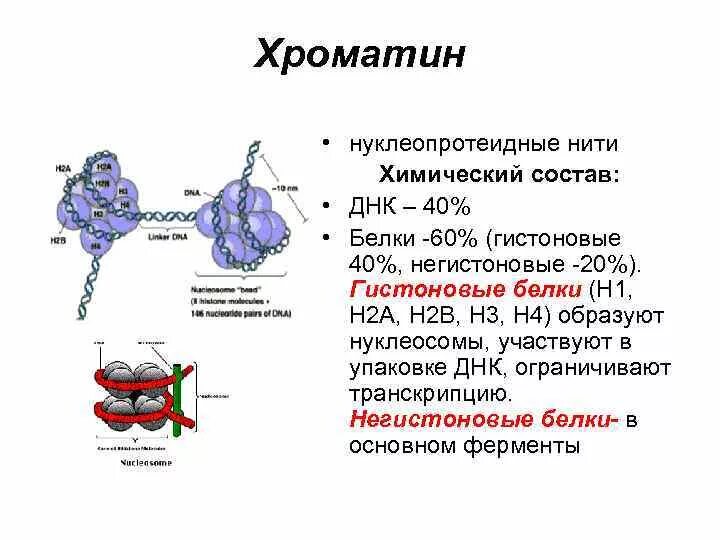 Связана с белками гистонами. Химический состав хроматина. Хроматин строение и функции. 3. Химический состав хроматина. Структура хроматина химический состав.