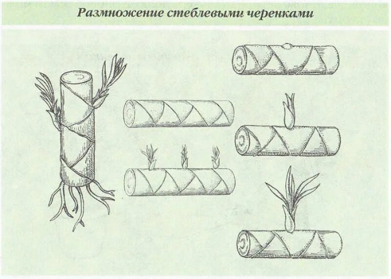 Размножение акации черенками. Размножение драцены стеблевыми черенками. размножение драцены верхушечными. размножение стеблевыми черенками схема. вегетативное размножение стеблевым черенком.