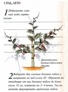 Обрезка глицинии