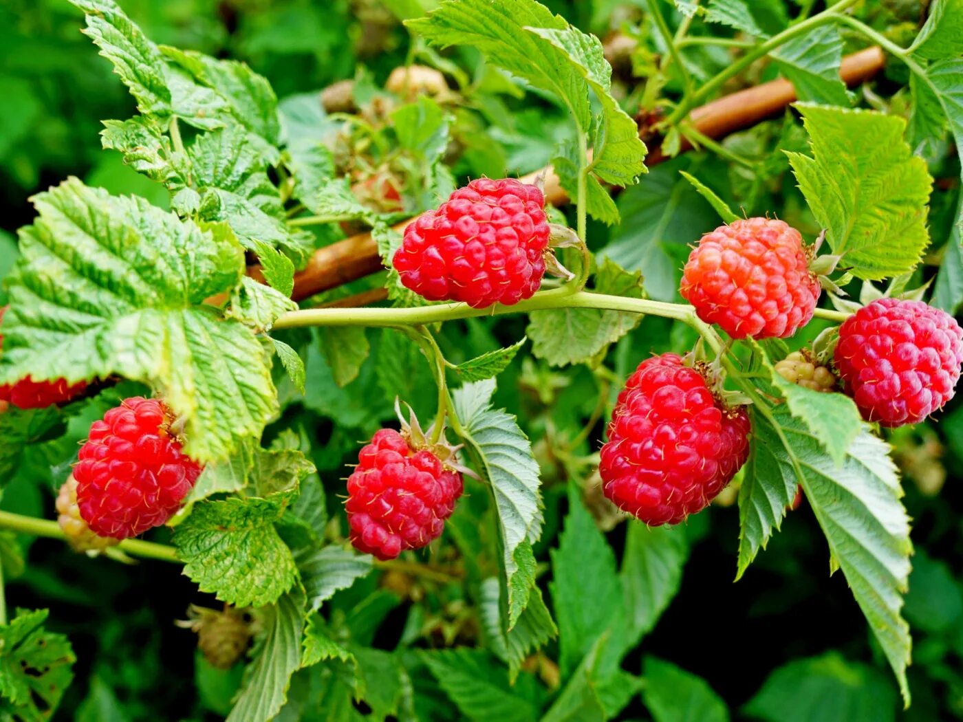 Малина на кусте малинник. Ягода малина кустарник. Малина вариегатная. Саженцы малина самородок. Малина кустовая.