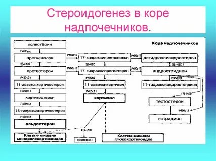 Стероидогенез