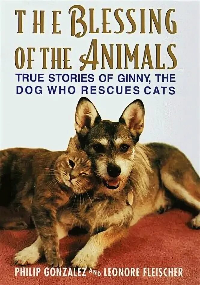 Questions about animals for kids. Загадки про животных на английском языке с переводом. True or false. Мир животных. True animals.