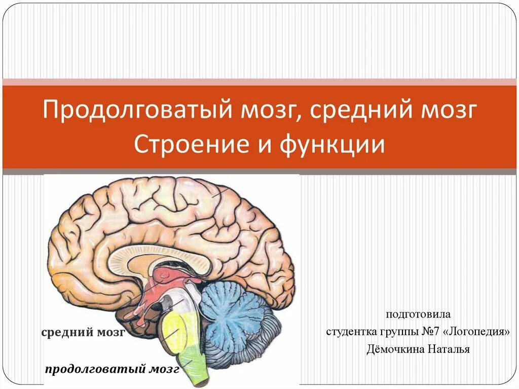 Продолговатый мозг центры и их функции. Продолговатый мозг строение и функции. Функции продолговатого и среднего мозга. Строение и функции среднего и продолговатого мозга. Функции продолговатого мозга 8 класс биология