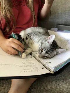 Писать картинка смешная