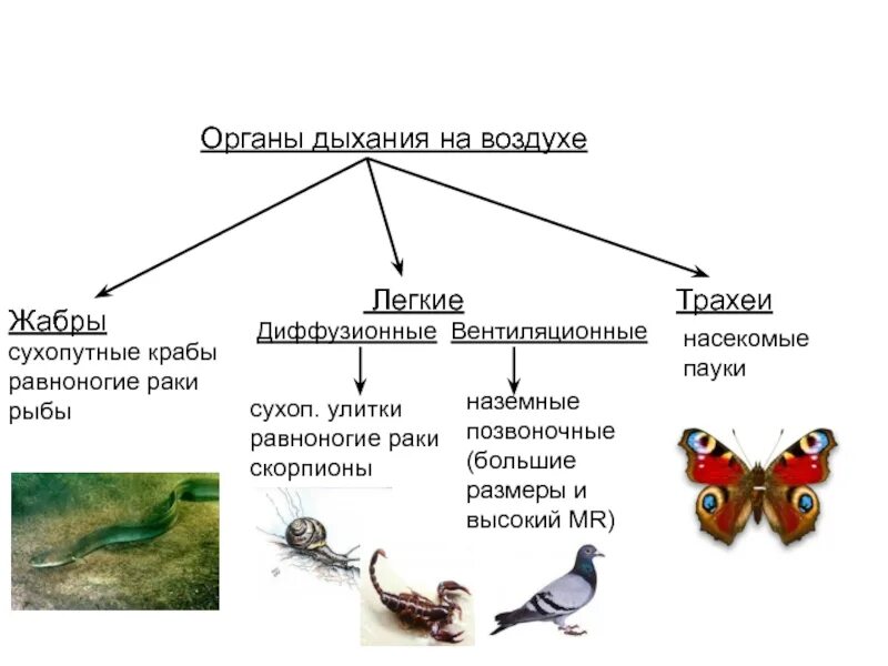 Способы дыхания у разных животных