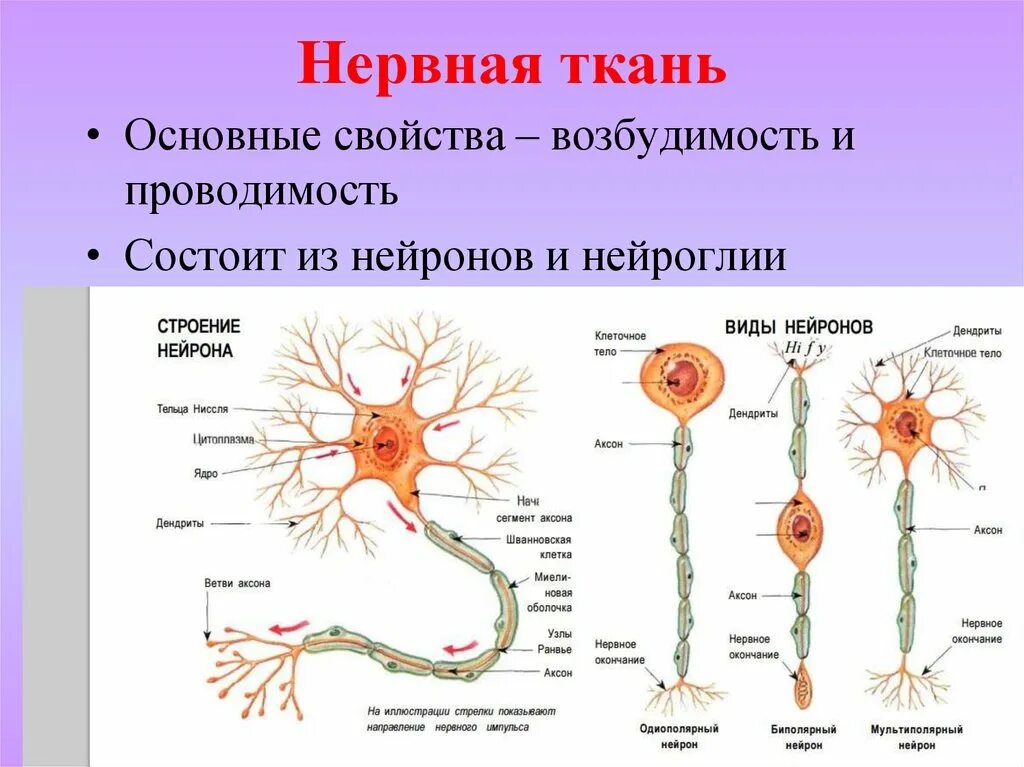 Строение клетки нервной ткани. Нервная ткань строение нейрона. Строение клетки нервной ткани нейрона. Нервная ткань. Нейрон, строение, типы..